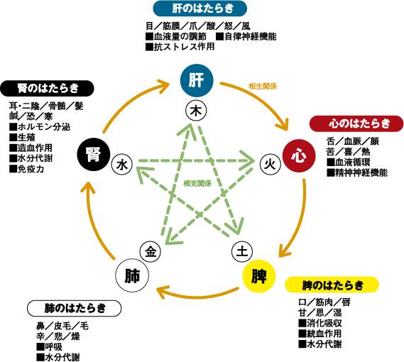 五臓六腑の関係図